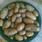 Kartoffelernte Ergebnis
