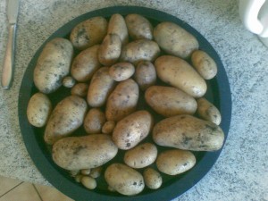 Kartoffelernte Ergebnis Kartoffelernte Ergebnis