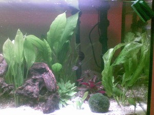 Aquarium Aquarium