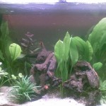 Aquarium