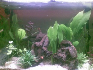Aquarium_01 Aquarium
