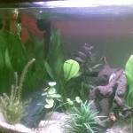 Aquarium
