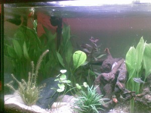Aquarium_02 Aquarium